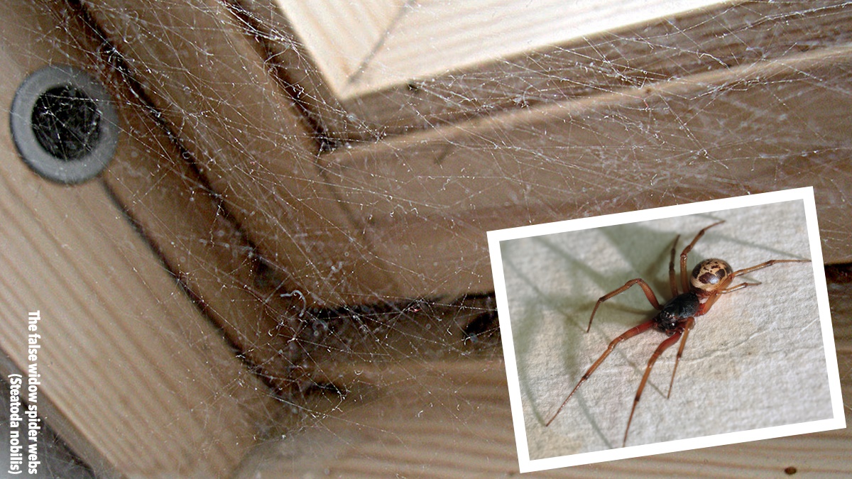 False Widow Spider web False Widow Spider web